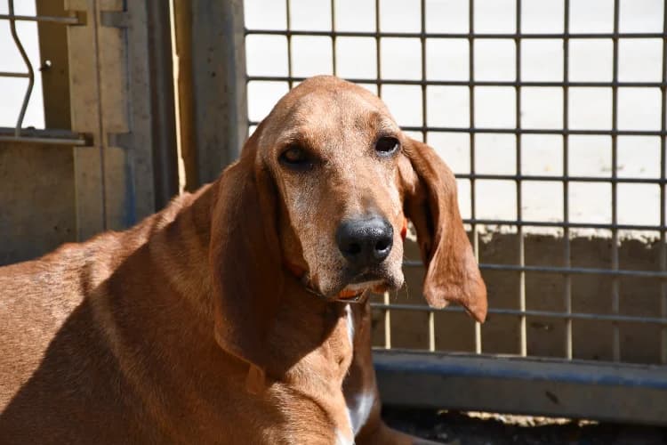 Douchka, female mixed breed for adoption at SPA Perpignan, Perpignan