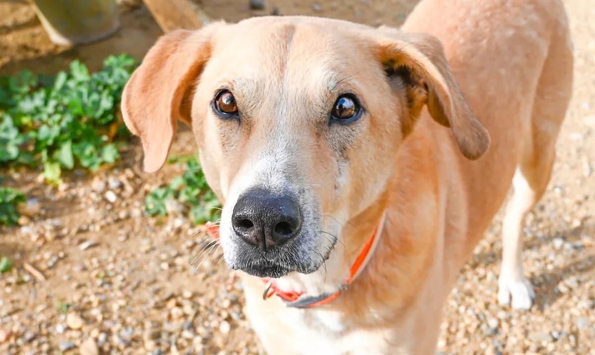 Pep's, male Labrador Retriever for adoption at SPA Perpignan, Perpignan