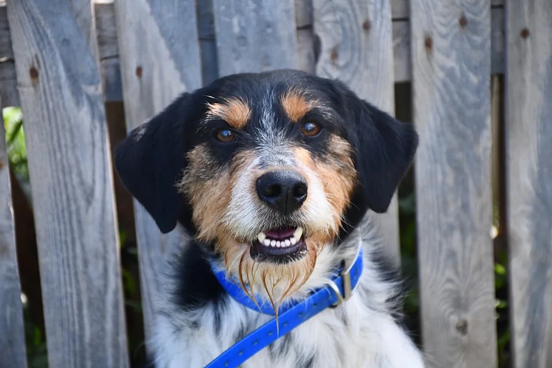 Ragnar (en cours d'adoption), male Brittany Spaniel for adoption at SPA Perpignan, Perpignan