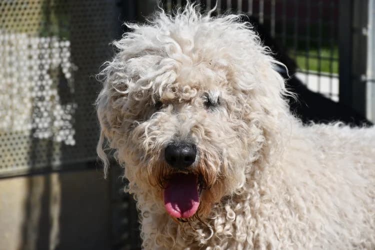 Kyra, female Poodle for adoption at SPA Perpignan, Perpignan