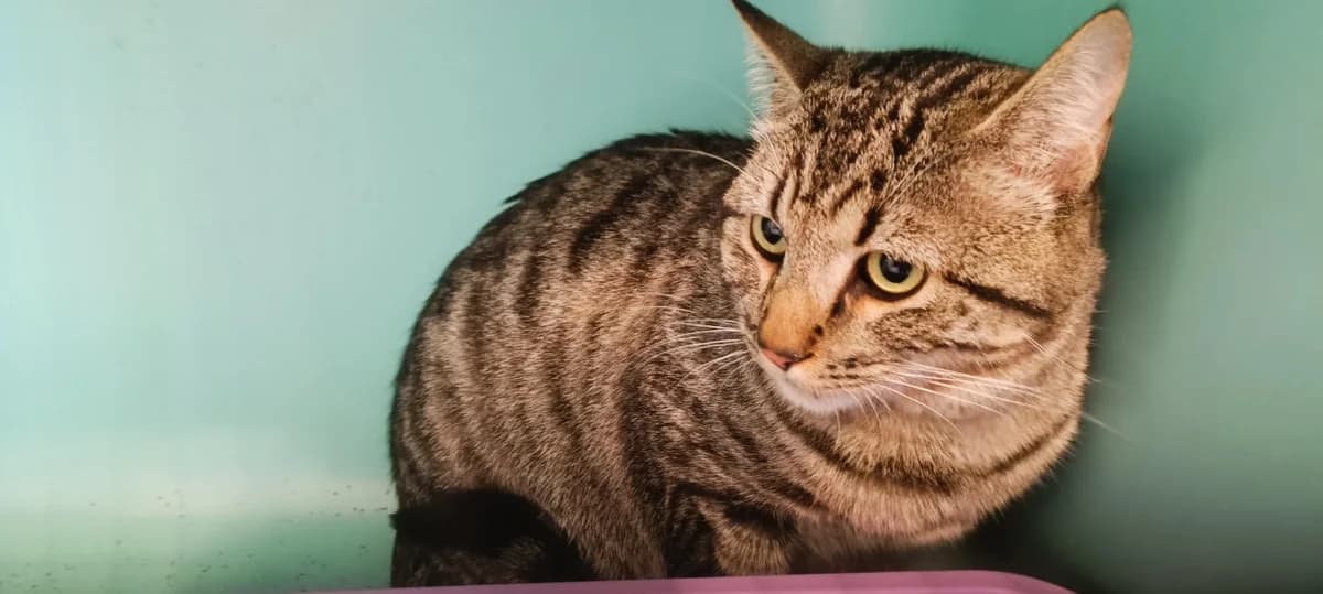 Pupuce, male mixed breed for adoption at SPA Perpignan, Perpignan