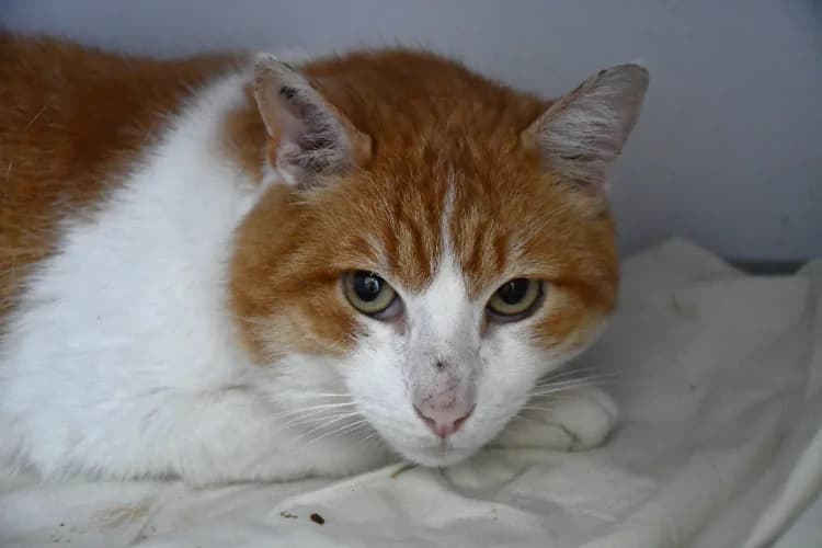 Sylvain, male mixed breed for adoption at SPA Perpignan, Perpignan