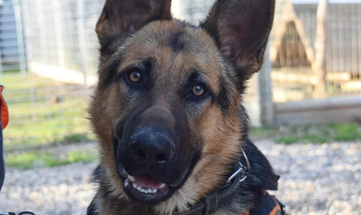 BAIKO, male German Shepherd for adoption at SPA Perpignan, Perpignan