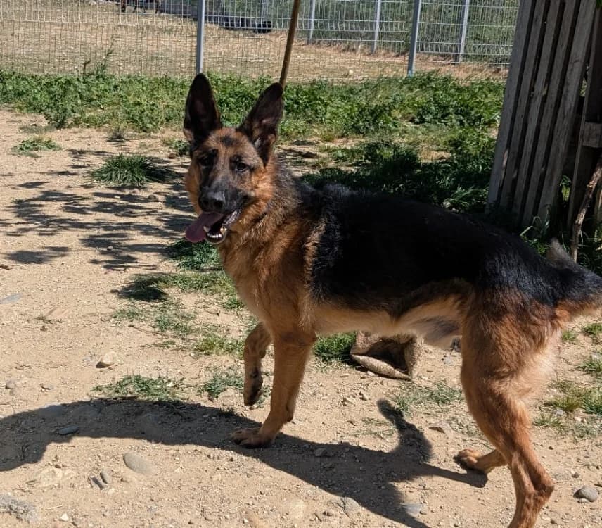 COOPER, male German Shepherd for adoption at SPA Perpignan, Perpignan
