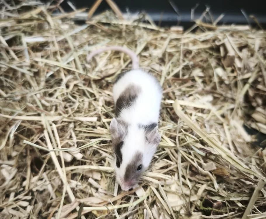 Mousse, female mixed breed for adoption at SPA Perpignan, Perpignan