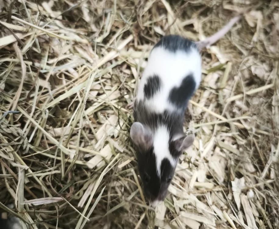 Mangue, female mixed breed for adoption at SPA Perpignan, Perpignan