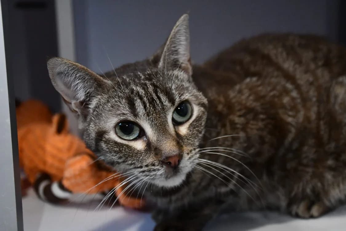 Noisette (en cours d'adoption), female 3yo mixed breed for adoption at SPA Perpignan, Perpignan