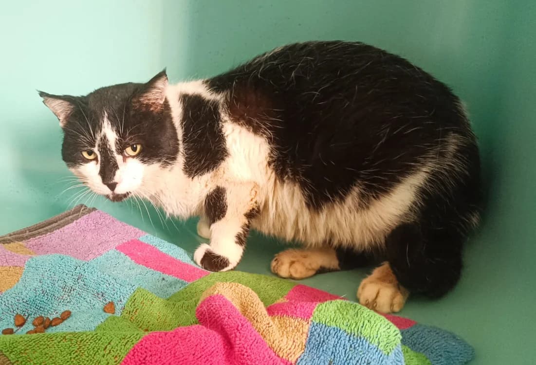 Idaho fiv+, male young mixed breed for adoption at SPA Perpignan, Perpignan