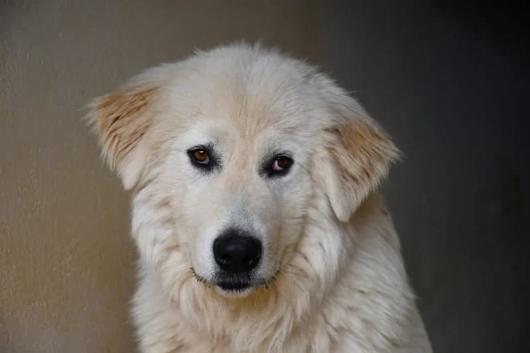 Yuki, male mixed breed for adoption at SPA Perpignan, Perpignan