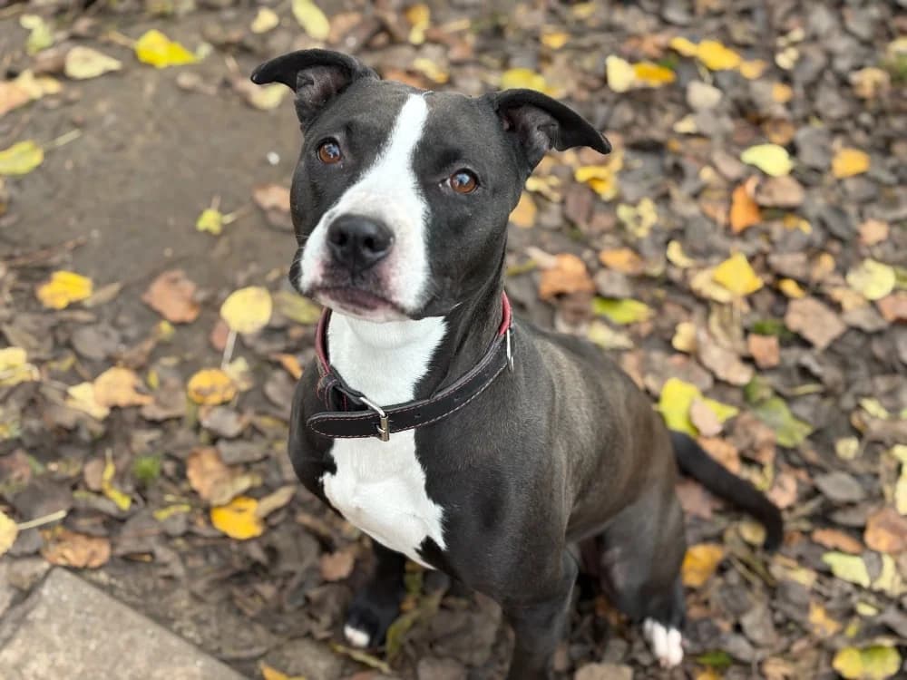 ATHENA PAA22428, female Mixed Breed for adoption at SPA Plaisir, Plaisir