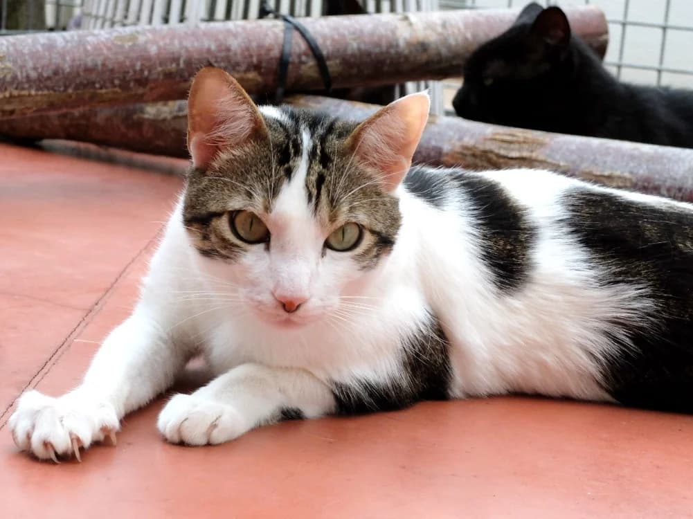 BILBAO PAB27258, male mixed breed for adoption at SPA Plaisir, Plaisir