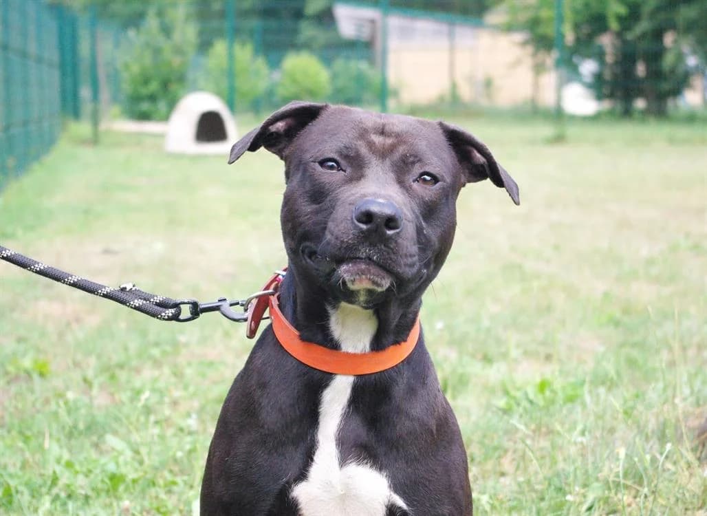 DYEGO PAA22872, male young Labrador Retriever for adoption at SPA Plaisir, Plaisir
