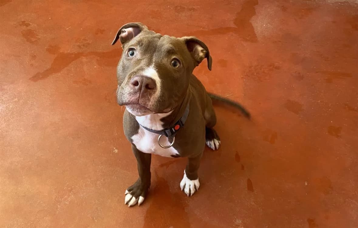 RAISIN paa22884, male Mixed Breed for adoption at SPA Plaisir, Plaisir