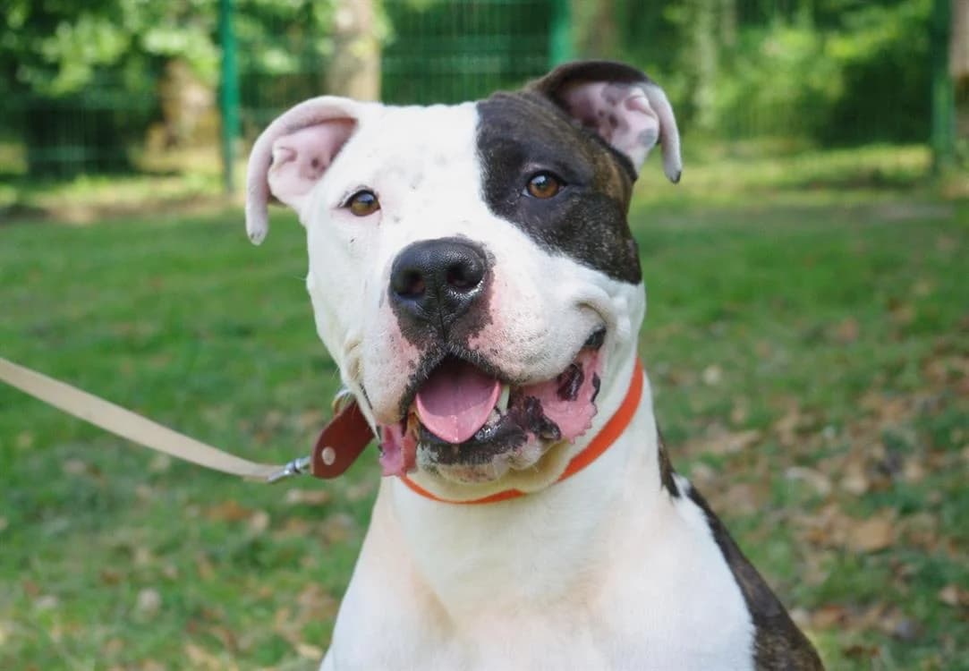 GUCCI 2 PAA22885, female 3yo Mixed Breed for adoption at SPA Plaisir, Plaisir