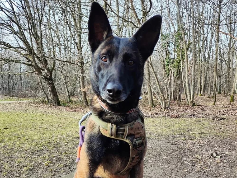 UGO PAA22926, male Belgian Malinois for adoption at SPA Plaisir, Plaisir