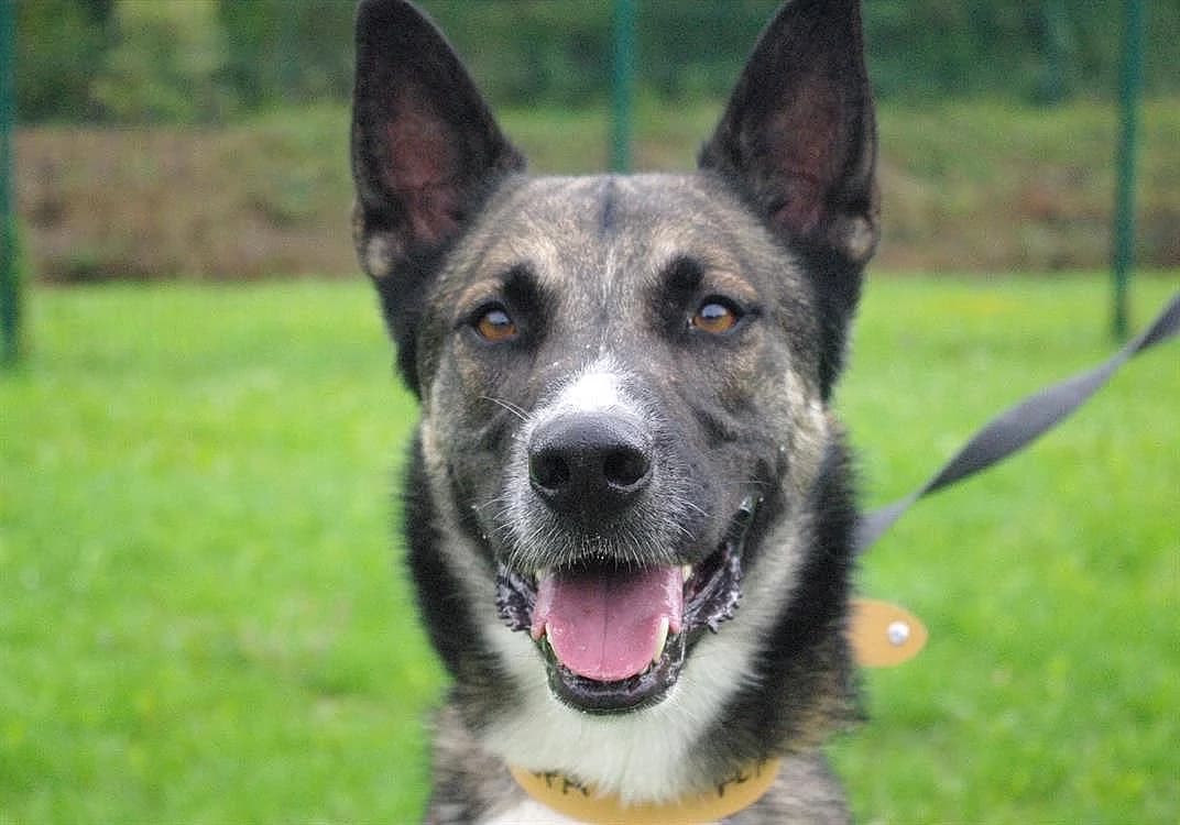 BABA PAA22925, male 5yo Alaskan Malamute for adoption at SPA Plaisir, Plaisir
