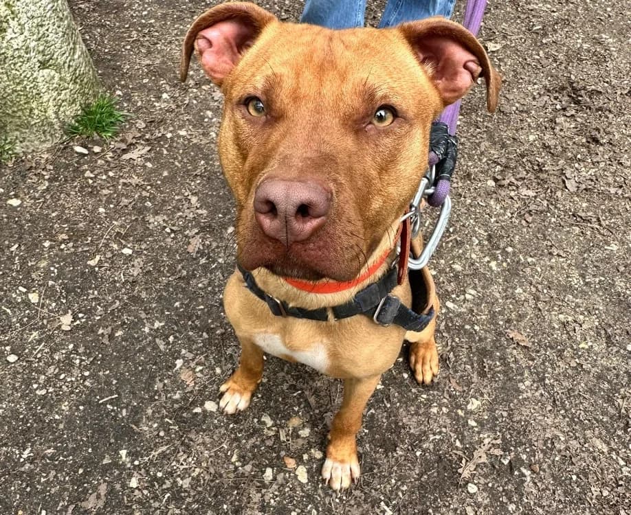 ZACKPAA22964, male mixed breed for adoption at SPA Plaisir, Plaisir