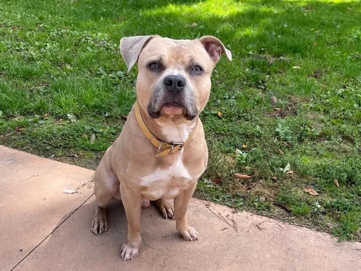 Phyto PAA23007, male Mixed Breed for adoption at SPA Plaisir, Plaisir