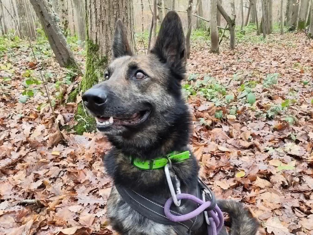 FALCO PAA23022, male Mixed Breed for adoption at SPA Plaisir, Plaisir