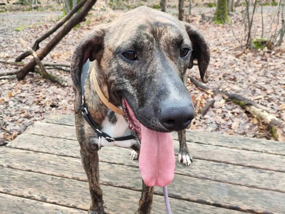 PAA23048 BANZAÏ, male Mixed Breed for adoption at SPA Plaisir, Plaisir