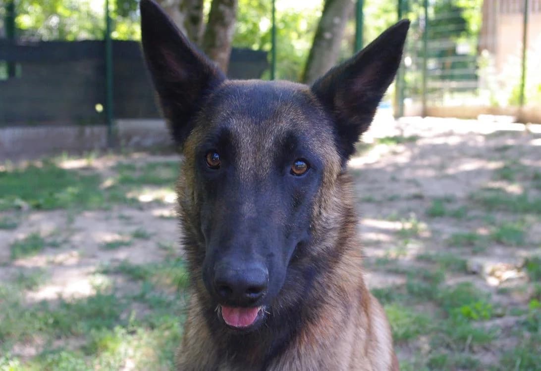 LOKI PAA28306, male Belgian Malinois for adoption at SPA Plaisir, Plaisir