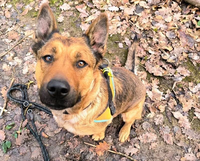 LAIKA PAA23095, female Mixed Breed for adoption at SPA Plaisir, Plaisir