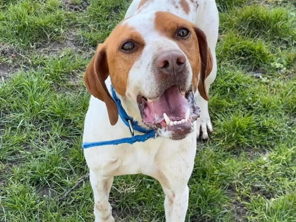 CHARLOT PAA23097, male 6yo Pointer for adoption at SPA Plaisir, Plaisir