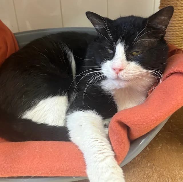 SEPTEAL PAB28210, male mixed breed for adoption at SPA Plaisir, Plaisir