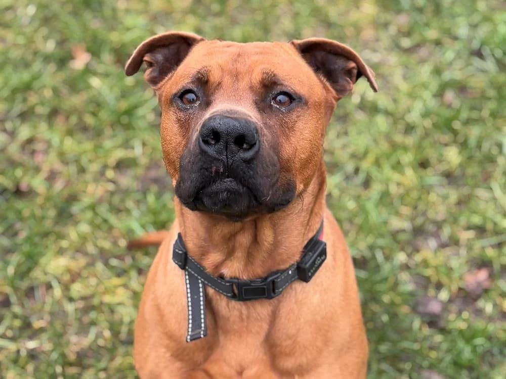 PAA23085 NAO, male Mixed Breed for adoption at SPA Plaisir, Plaisir