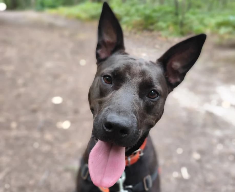 TETRA PAA24023, female Mixed Breed for adoption at SPA Plaisir, Plaisir