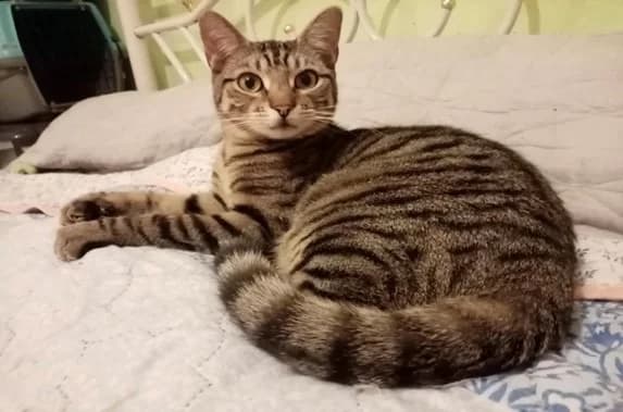 JULES PAB28398, male mixed breed for adoption at SPA Plaisir, Plaisir