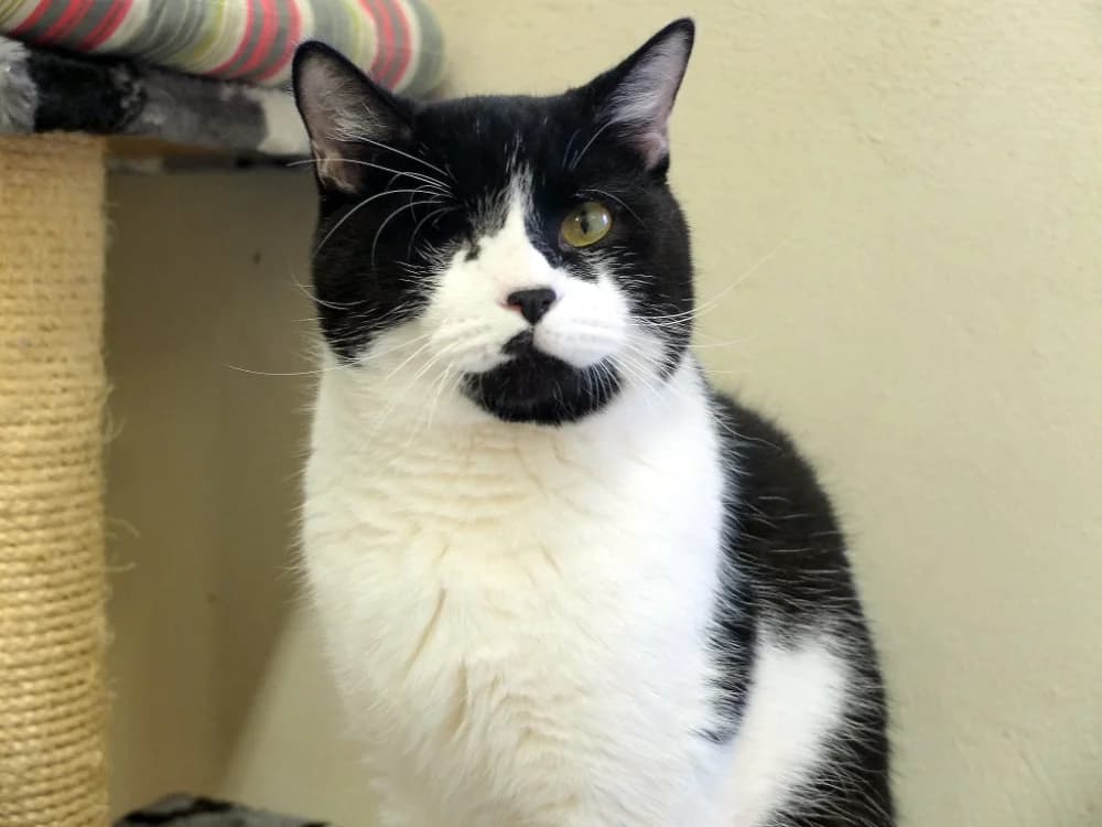 BANGUI PAB28498, male mixed breed for adoption at SPA Plaisir, Plaisir