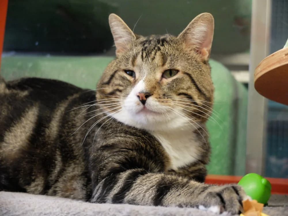 confetti pab28502, male mixed breed for adoption at SPA Plaisir, Plaisir