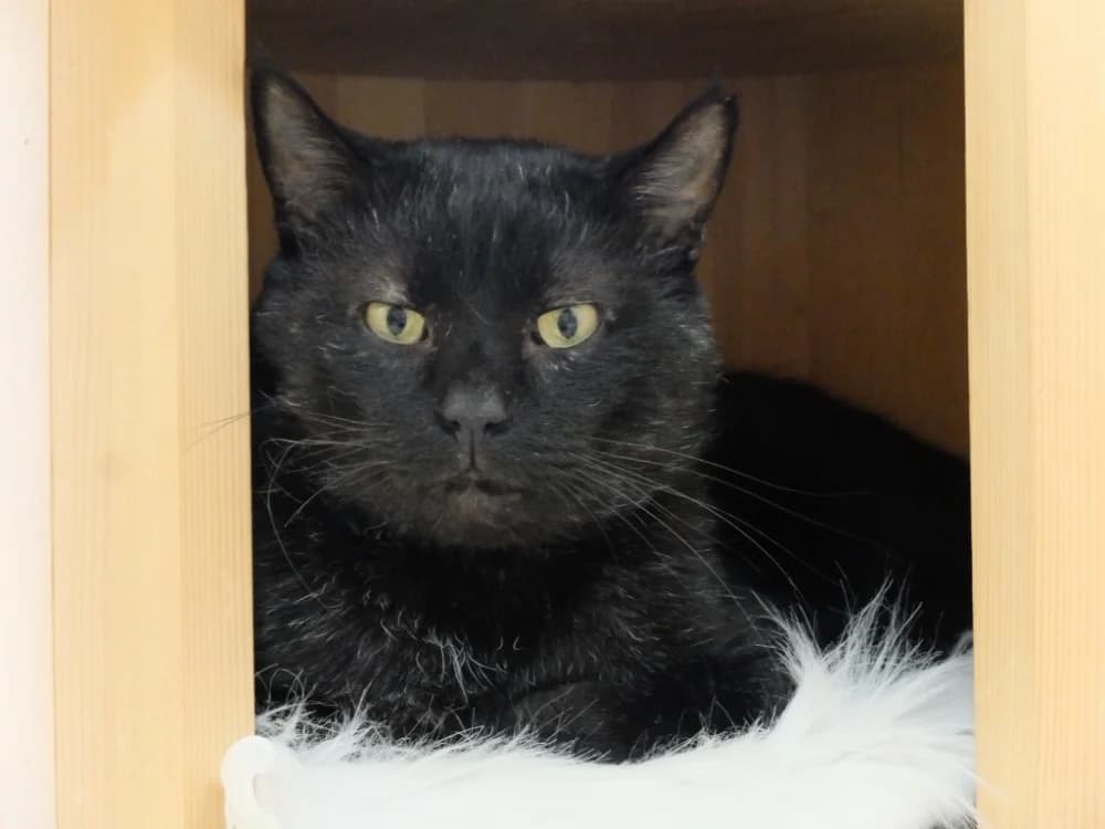 PAB28481 Turbo, male mixed breed for adoption at SPA Plaisir, Plaisir