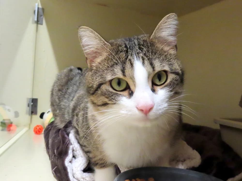 JAMES PAB28531, male mixed breed for adoption at SPA Plaisir, Plaisir