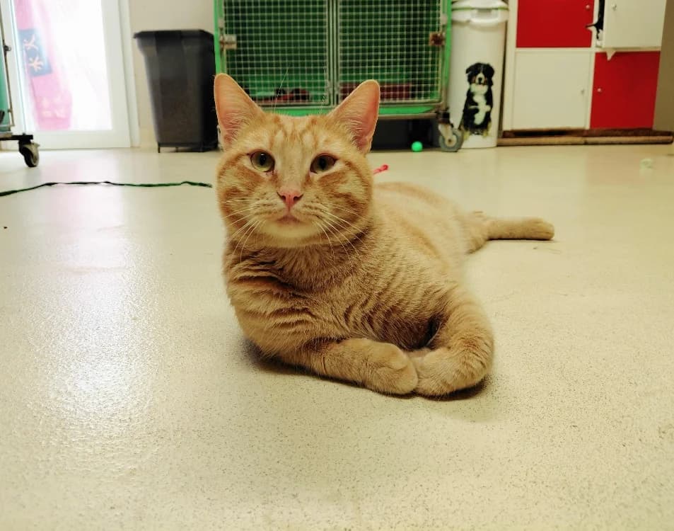 DRACO PAB28422, male mixed breed for adoption at SPA Plaisir, Plaisir