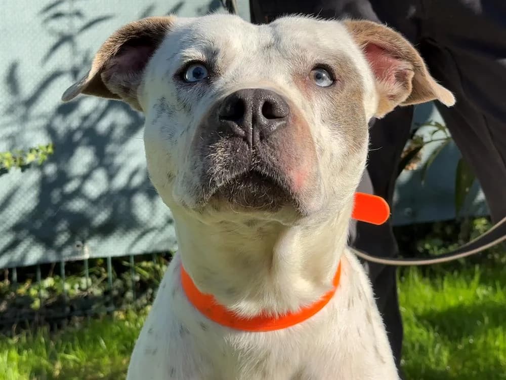 TAYSON PAA24092, male 3yo American Bully for adoption at SPA Plaisir, Plaisir