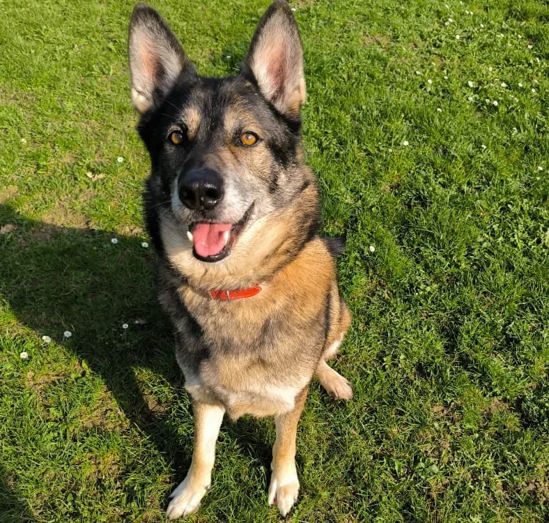 Cody PAA24093, male 4yo German Shepherd for adoption at SPA Plaisir, Plaisir