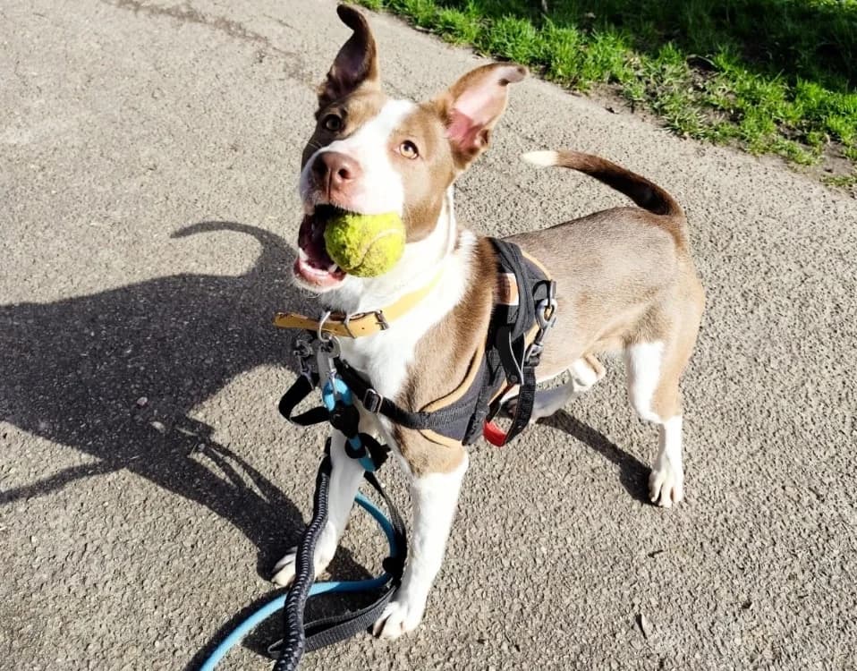 VOLGA PAA24120, female Mixed Breed for adoption at SPA Plaisir, Plaisir