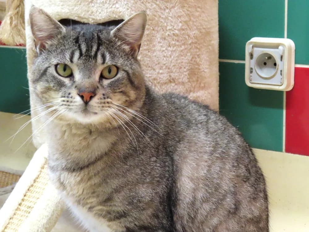 Levain PAB28565, male mixed breed for adoption at SPA Plaisir, Plaisir