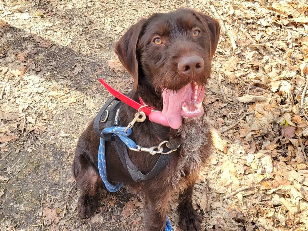 Marcel PAA24125, male mixed breed for adoption at SPA Plaisir, Plaisir