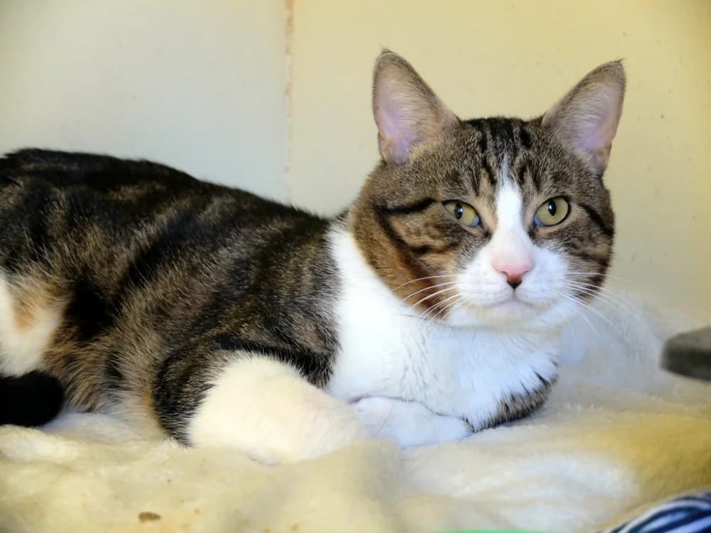 PAB28586 Mulot, male mixed breed for adoption at SPA Plaisir, Plaisir