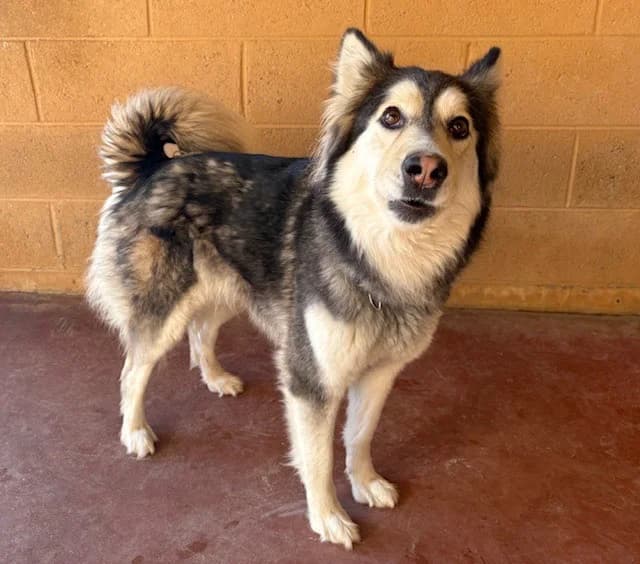 DISNEY PAA24130, female 4yo Husky for adoption at SPA Plaisir, Plaisir