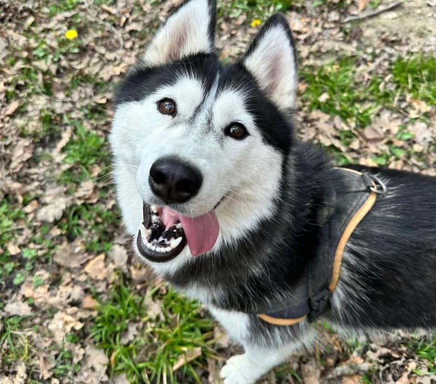 ALMA PAA24129, female young Husky for adoption at SPA Plaisir, Plaisir