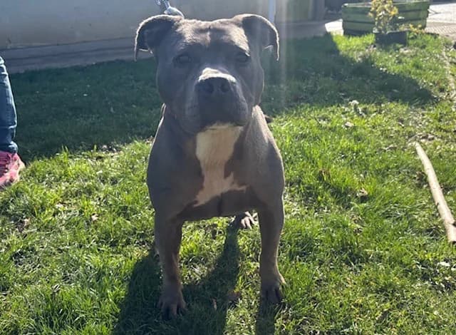 RITA PAA24136, female Mixed Breed for adoption at SPA Plaisir, Plaisir