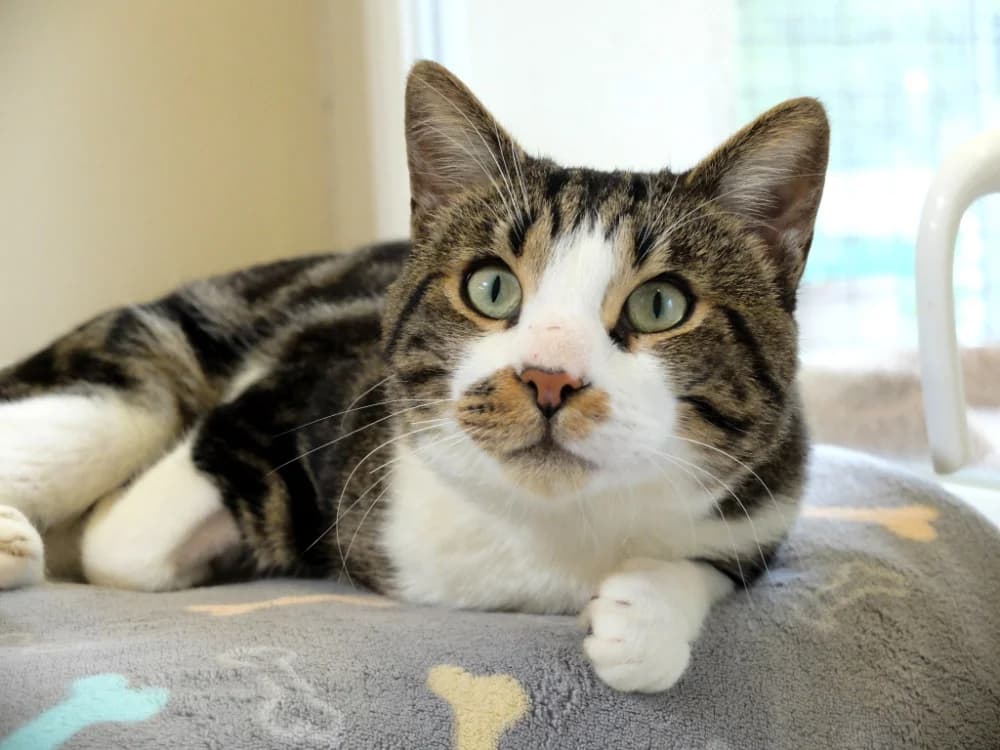 Mutti PAB28602, male mixed breed for adoption at SPA Plaisir, Plaisir