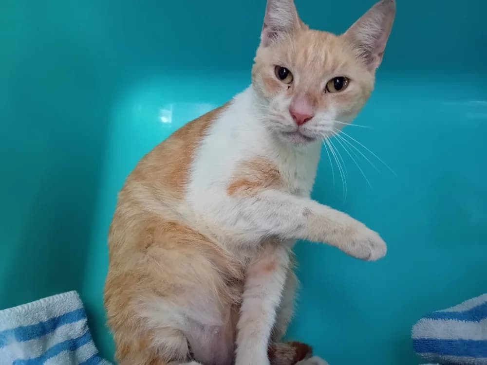 PASTA PAB28607, male mixed breed for adoption at SPA Plaisir, Plaisir