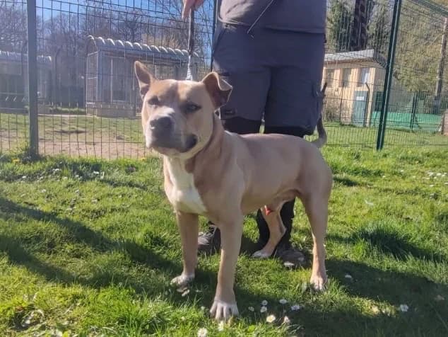 BECK PAA24149, male Mixed Breed for adoption at SPA Plaisir, Plaisir