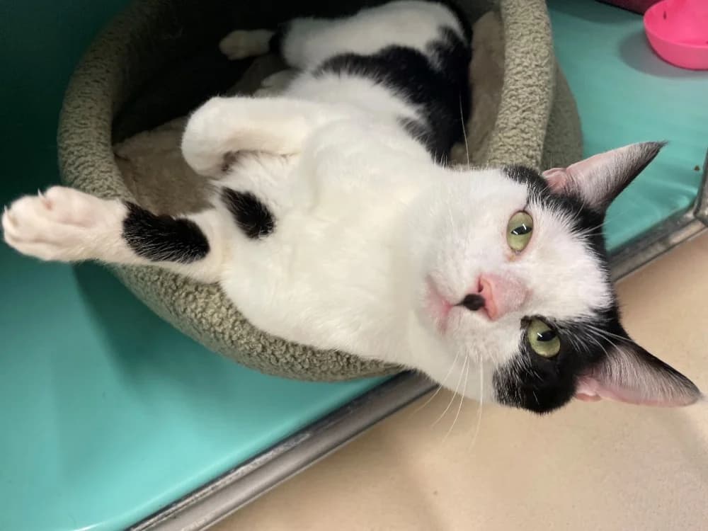 Epeautre PAB28581, male mixed breed for adoption at SPA Plaisir, Plaisir