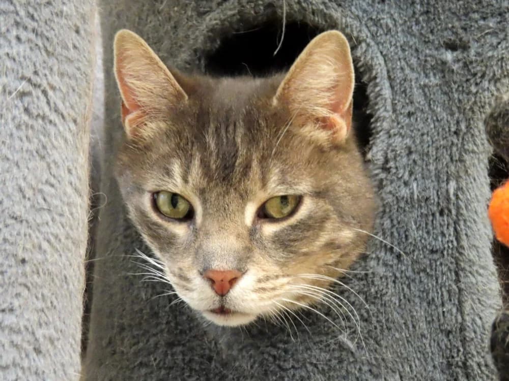 Choupi PAB28572, male mixed breed for adoption at SPA Plaisir, Plaisir